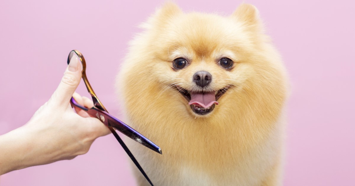 Essential Tools Required for Grooming Your Pet at Home